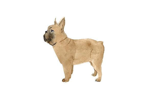 Crafts Design Asset: A French Bulldog Watercolour Review