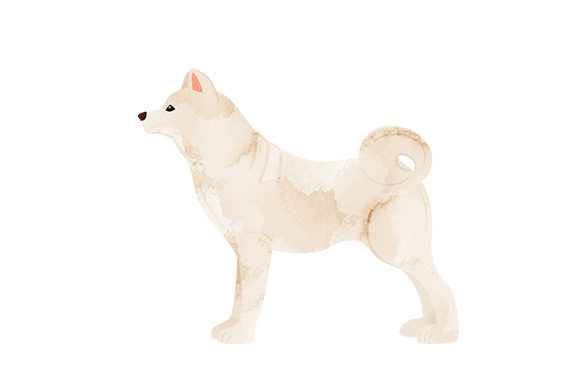 Kishu Watercolour: A Crafts-Focused Dog Design Asset for Editorial Use